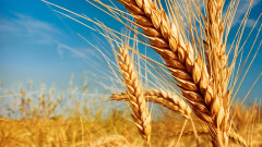 Best Fertilizer For  wheat